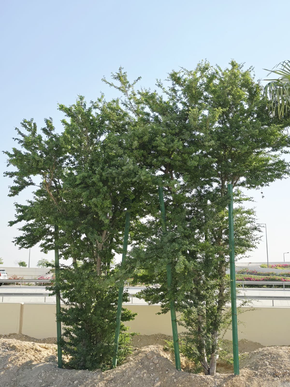 Al Khor Coastal Road - Image 1