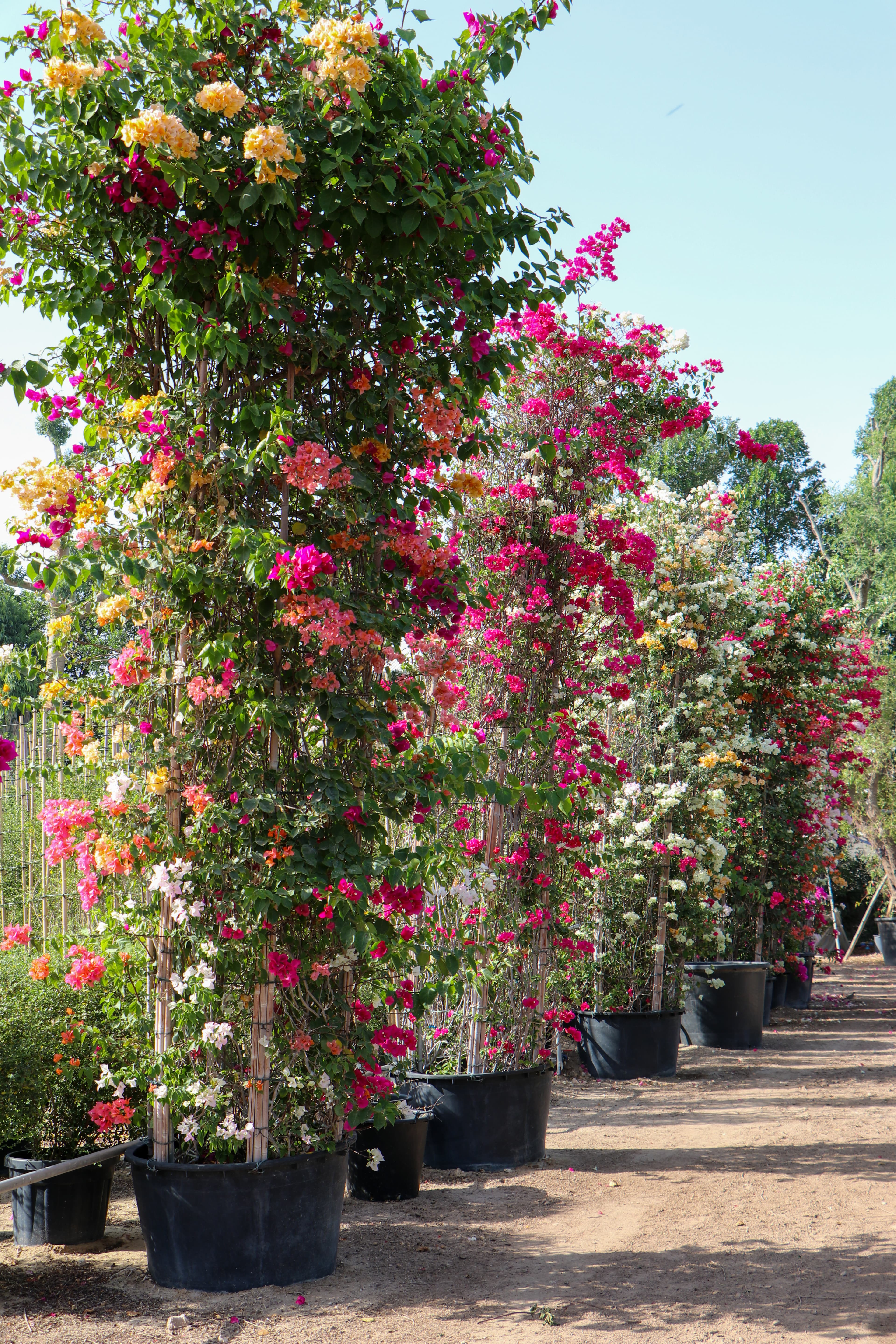 Doha Corniche Enhancement